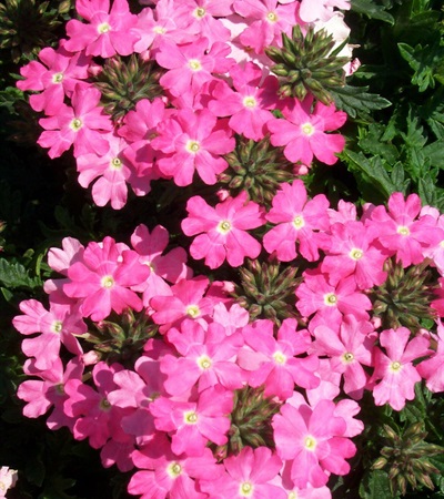 Verbena Lanai® Bright Pink